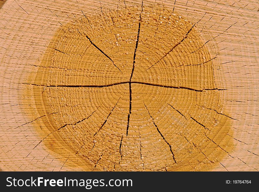Piece of wood with visible rings