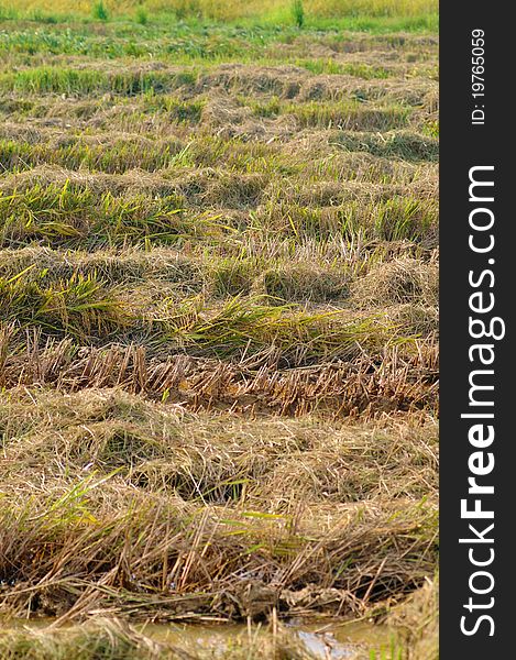 Paddy field cleared after harvest in full frame