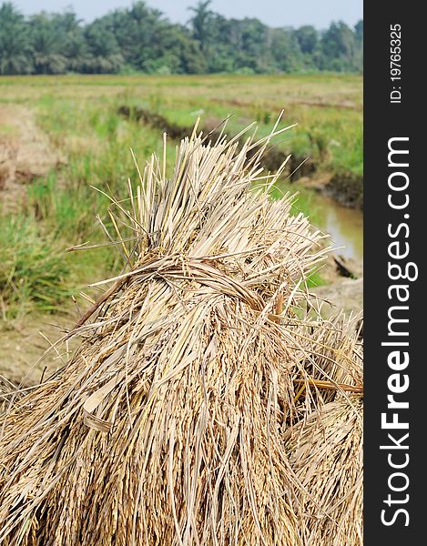 Rotten paddy tied up isolated green paddy field