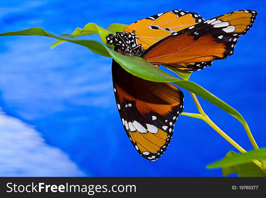 This butterfly was the first subject for me to capture with my new macro lens. This butterfly was the first subject for me to capture with my new macro lens