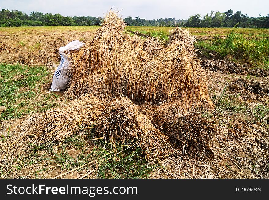 Rotten paddy