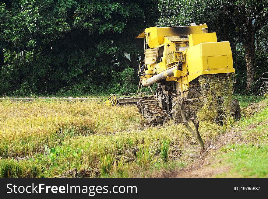 Harvesting paddy with harvesting machine on ripe paddy field