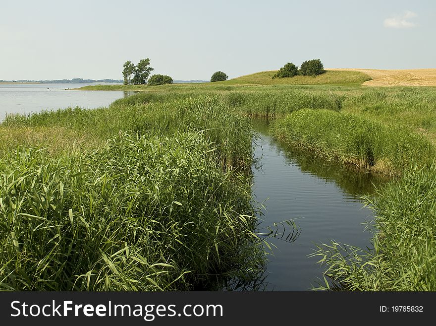 Landscape, coastline with green reed. Landscape, coastline with green reed