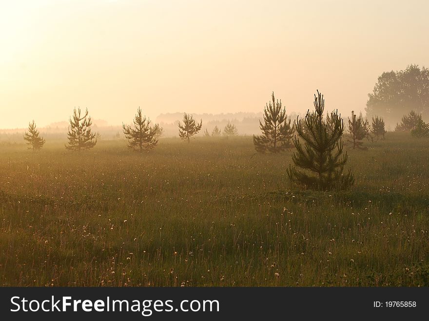 Yellow Fog