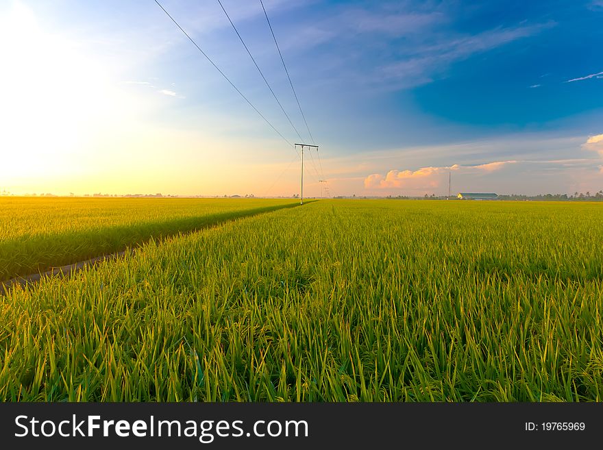 Landscape of paddy field in the morning