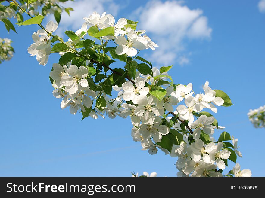 Macro of large white apple flowers