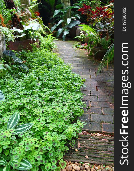 Stone pathway passing in  garden