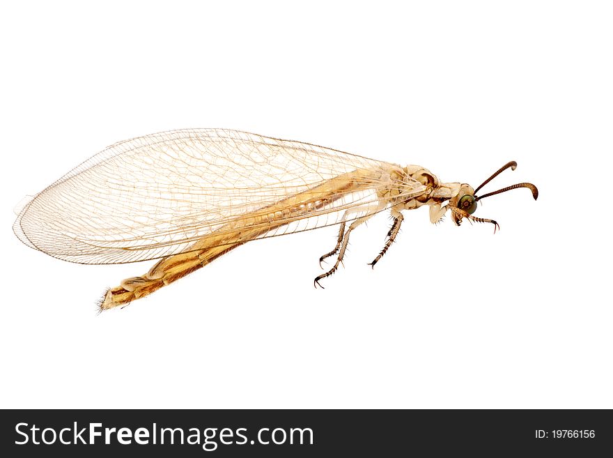 ant lion,myrmeleontidae, isolated on white background