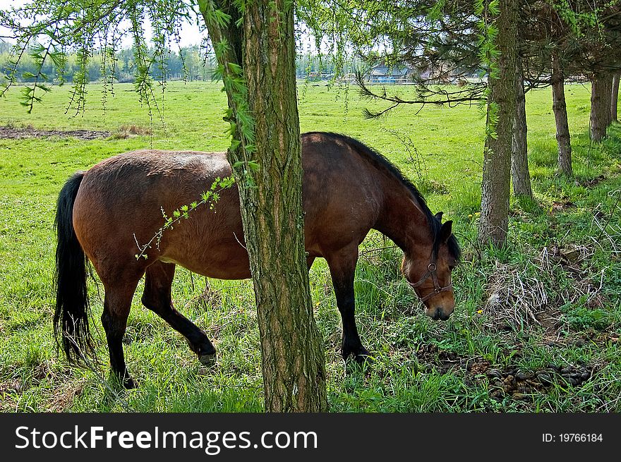 Grazing horses with too metal net