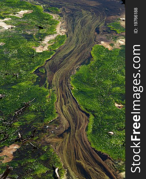 Thermal water weed, Waiotapu thermal area, New Zealand