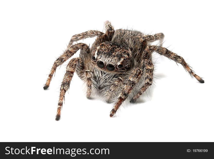 Jumping spider isolated over white