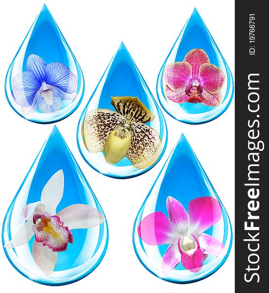 Beautiful orchids in water droplets