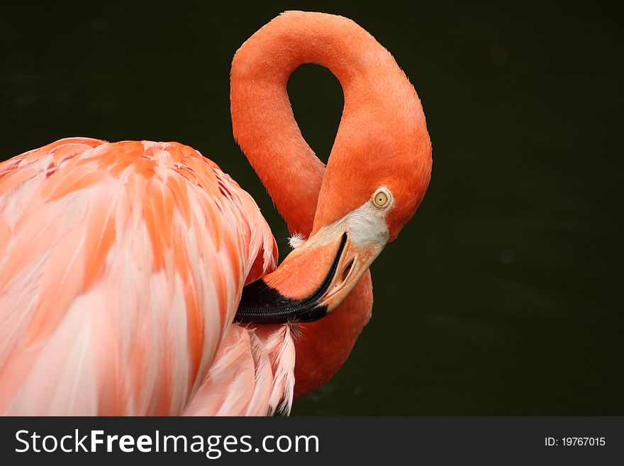 In China, a beautiful red flamingo