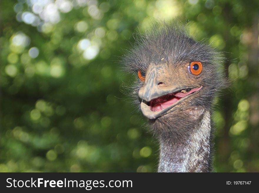 Angry Ostrich in the beautiful Swartberg Mountains in the Klein Karoo South Africa. Angry Ostrich in the beautiful Swartberg Mountains in the Klein Karoo South Africa