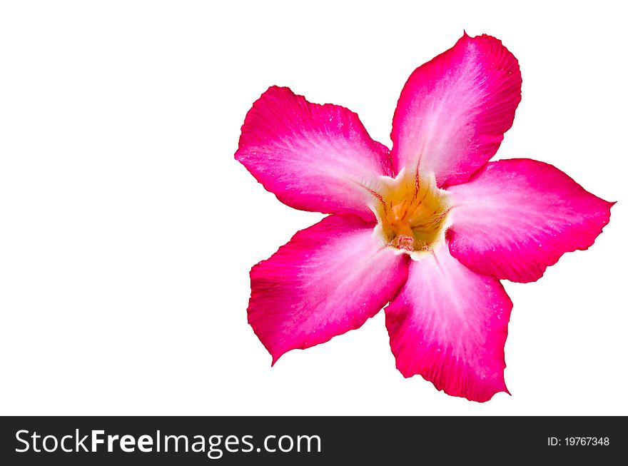 Desert Rose Flowers isolated on white