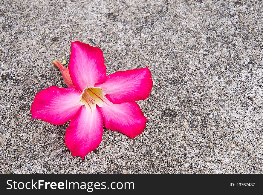 Beautiful Desert Rose Flowers and background