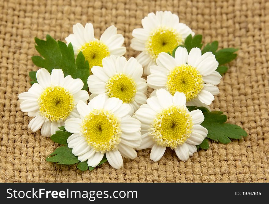 Camomile flowers on a tissue close up