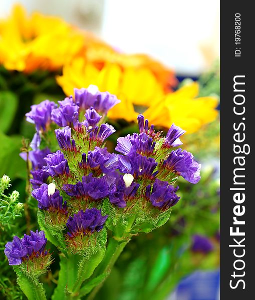 Beautiful spring flowers - floral background. Beautiful spring flowers - floral background
