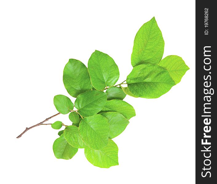 Gentle green branch isolated on a white background