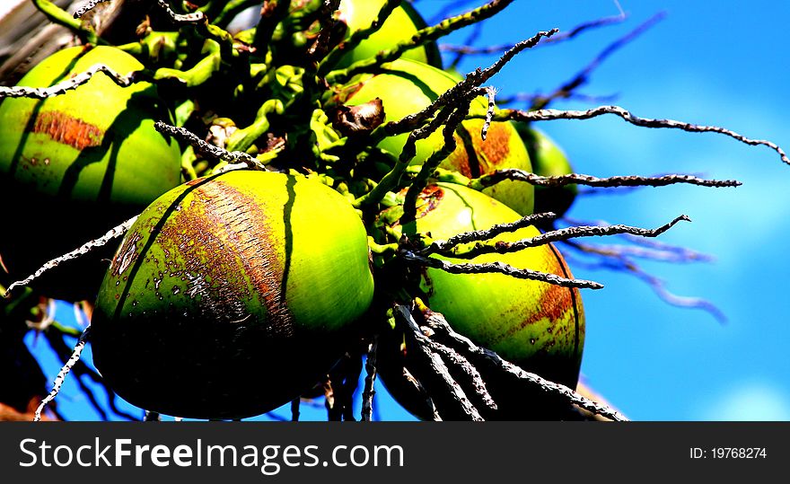 Closeup of coconuts from coconut palm tree