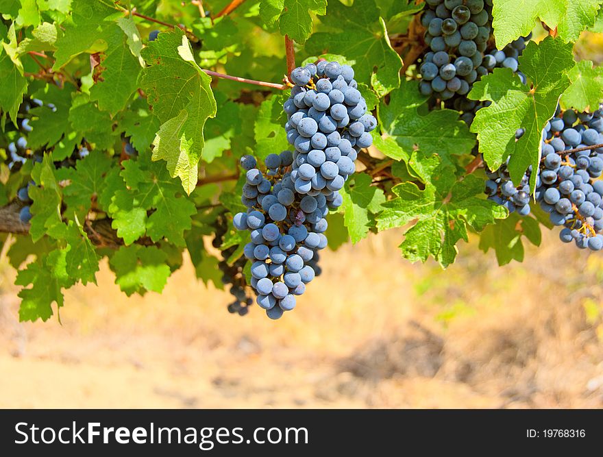 Ripe clusters of grapes among green leaves. Ripe clusters of grapes among green leaves