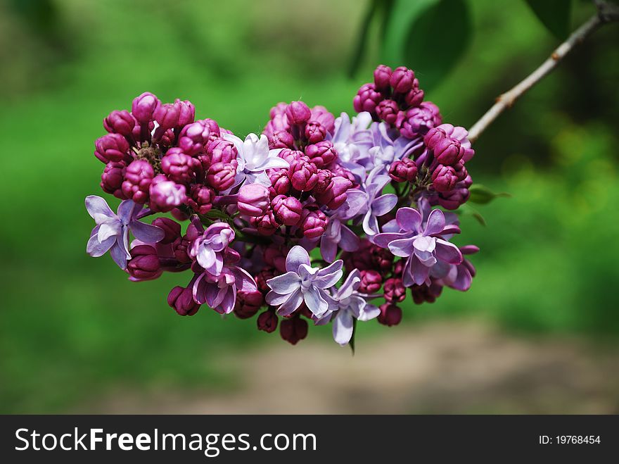 Purple Panicle Of Lilac.