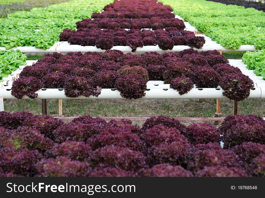 View of Hydroponic Vegetable Farm