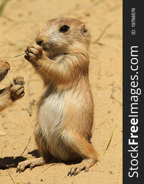 Animals: Baby prairie dog eating and standing upright