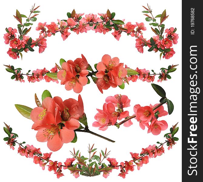 Ornamental shrub flowers - a Japanese quince - it is isolated on a white background. Ornamental shrub flowers - a Japanese quince - it is isolated on a white background.