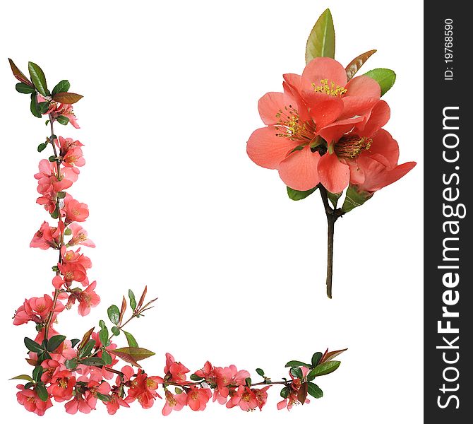 Ornamental shrub flowers - a Japanese quince - it is isolated on a white background. Ornamental shrub flowers - a Japanese quince - it is isolated on a white background.