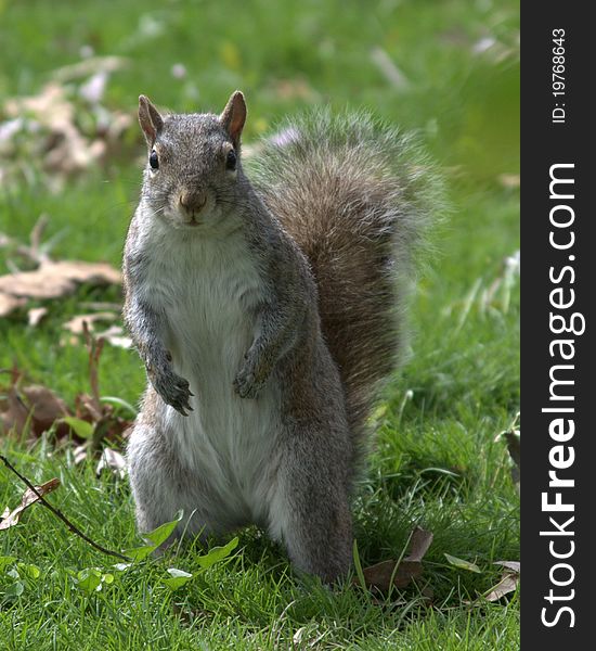 Portrait Of A Squirrel In A Park 19726417