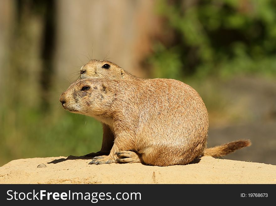 Animals: Two prairie dogs  looking to the left (focus on the first one)