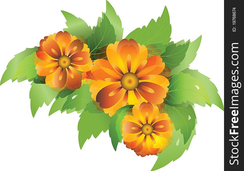 Illustration of everlasting flowers with leaves