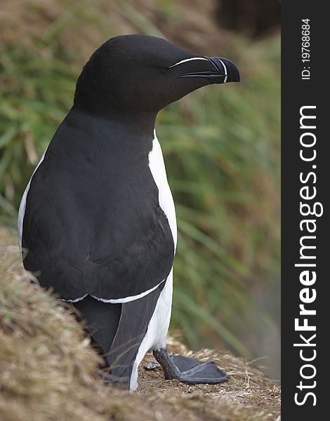 Razorbill looking out to sea on a cliff on Skomer.