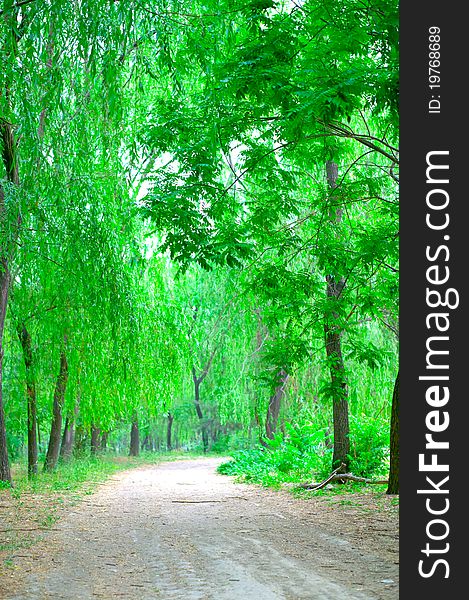 Tree lined trail with green color. Tree lined trail with green color