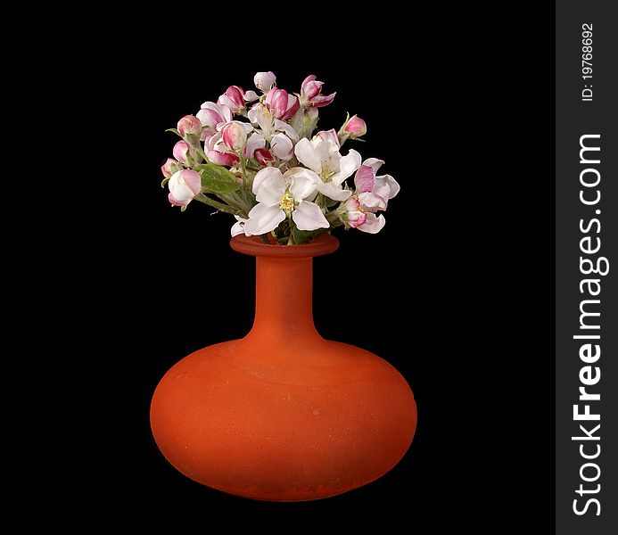 Bouquet of flowers and buds of apple, isolated on black