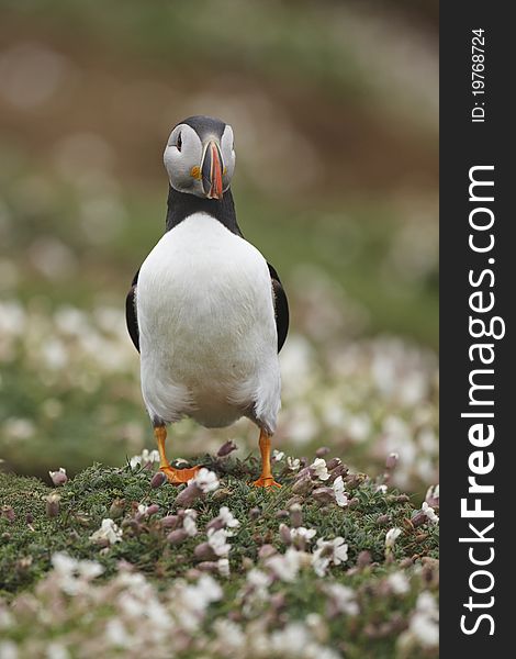 A front view of a puffin in white campion.on Skomer