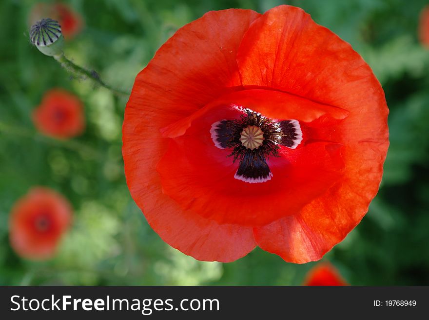 Not the big red poppy on a wind under the sun. Not the big red poppy on a wind under the sun.