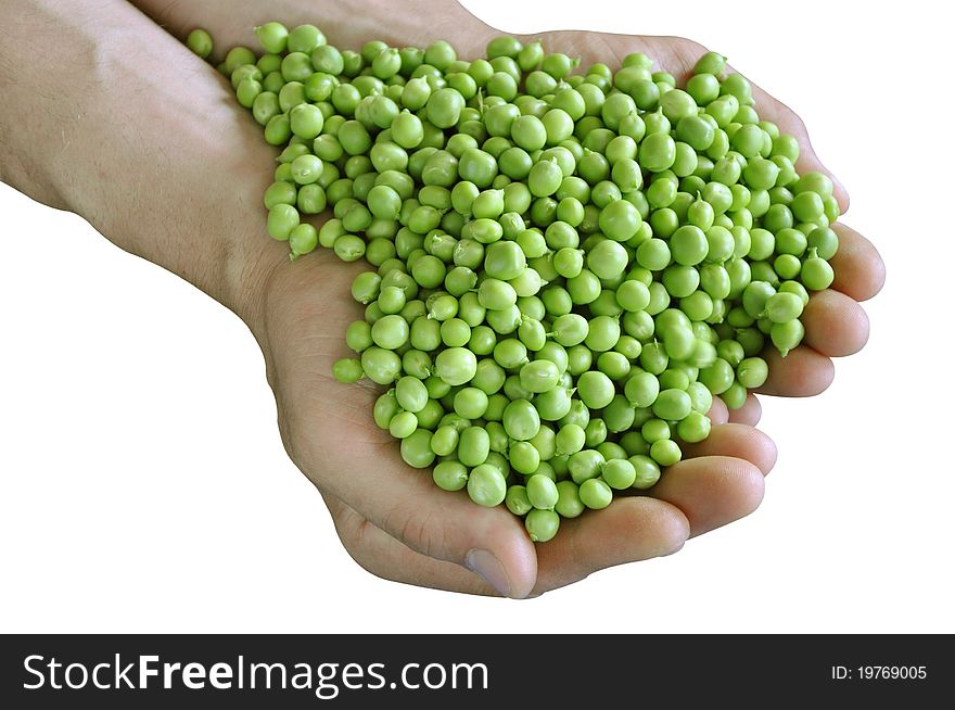 Fresh peas in man's hands on isolated white background. Fresh peas in man's hands on isolated white background