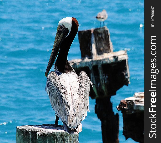 A gorgeous pelican watching fish just minutes before it catches one.