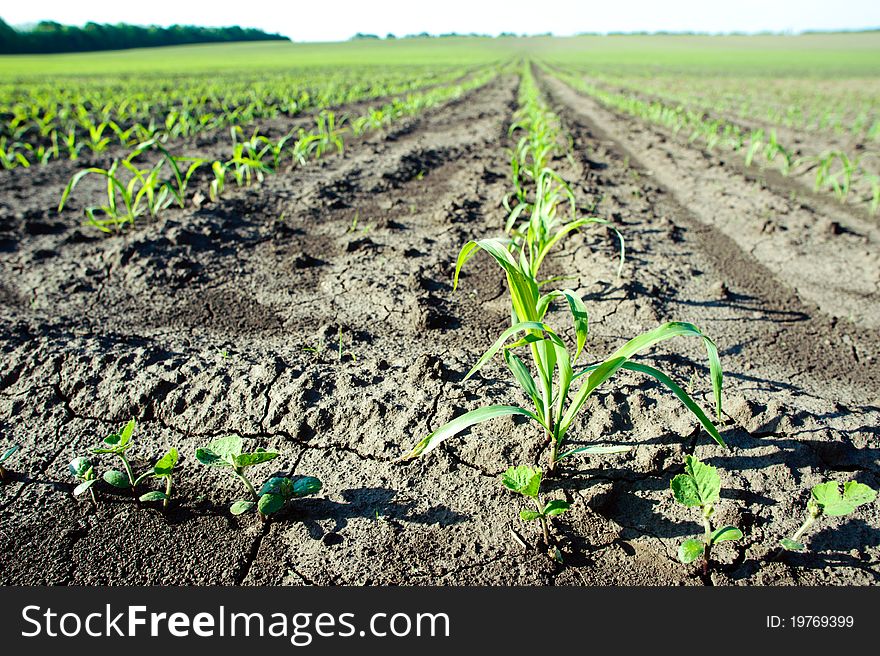 An image of a green field with seedlings. An image of a green field with seedlings