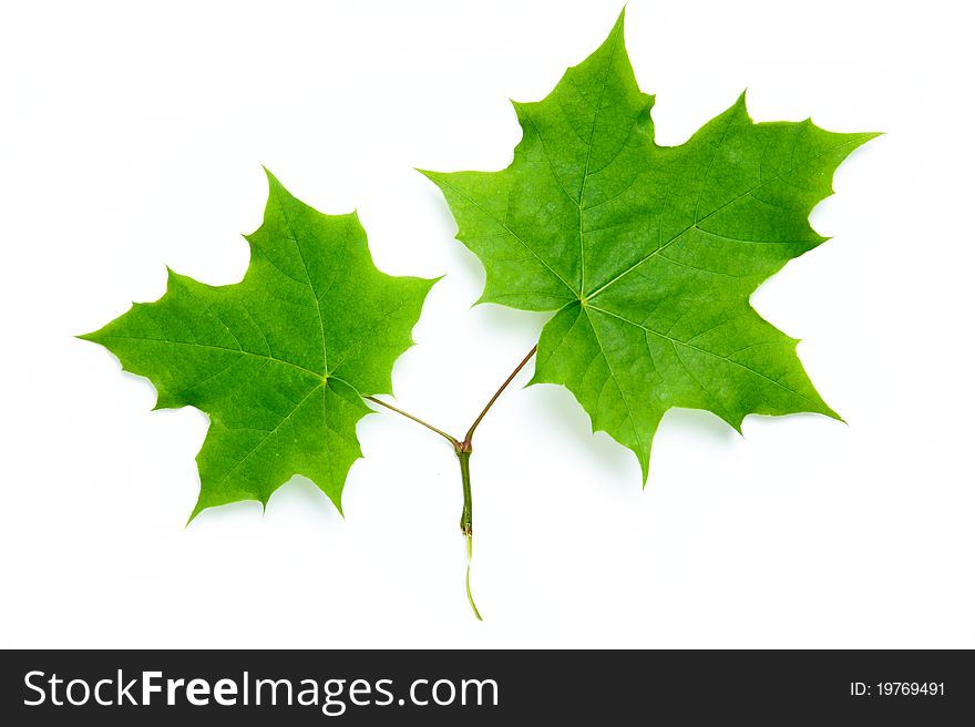 An image of two bright green maple leaves