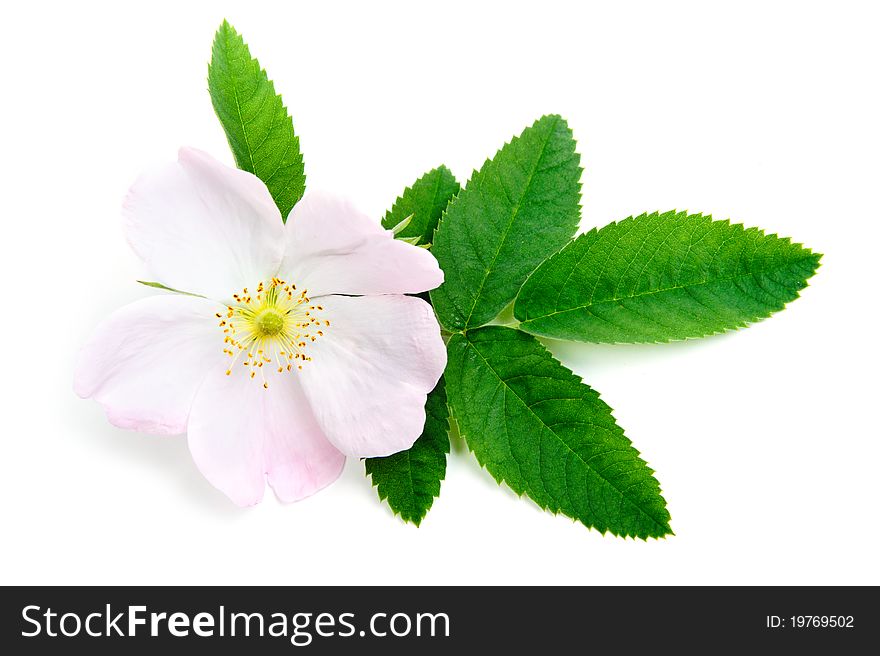 An image of a nice pink flower of briar