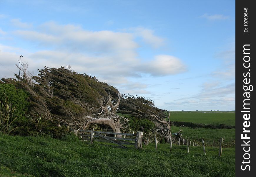 Trees blown by wind on a paddock