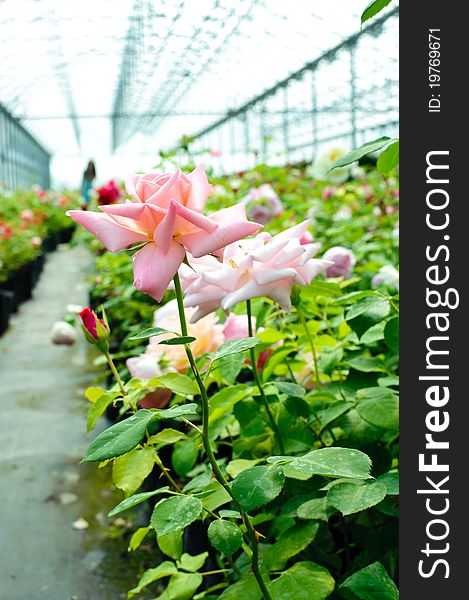 An image of fresh pink roses in a greenhouse. An image of fresh pink roses in a greenhouse