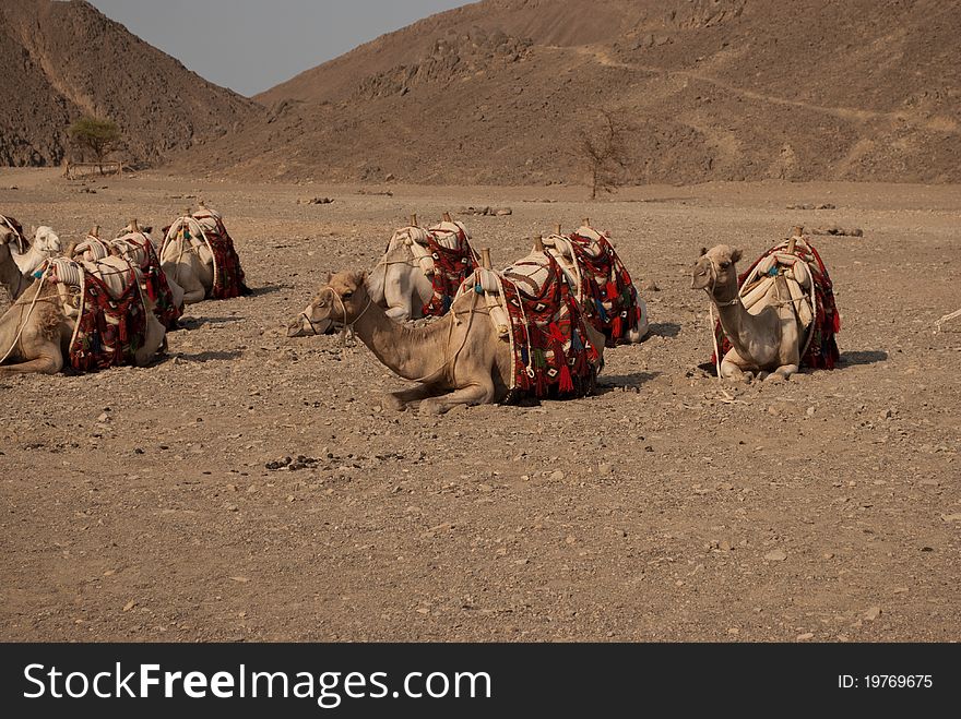 A group of bedouin camels wait in the egyptian desert, in Marsa Alam, Egypt. A group of bedouin camels wait in the egyptian desert, in Marsa Alam, Egypt