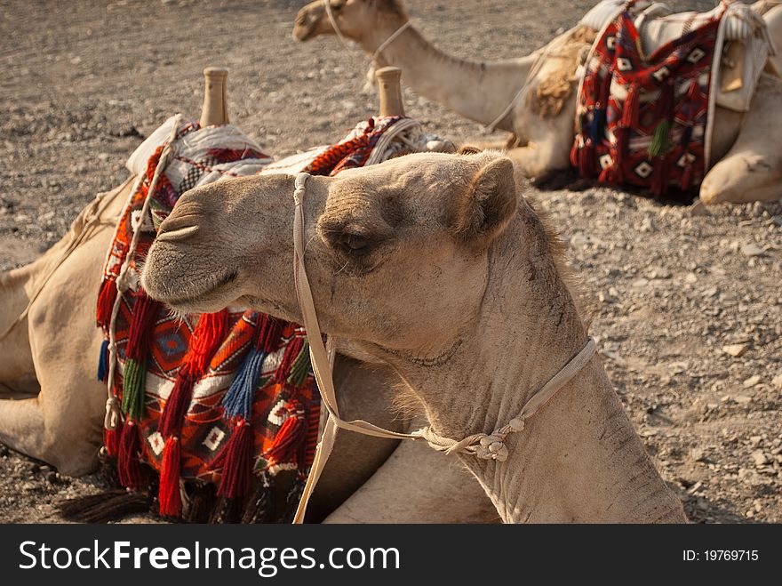 A group of bedouin camels wait in the egyptian desert, in Marsa Alam, Egypt. A group of bedouin camels wait in the egyptian desert, in Marsa Alam, Egypt