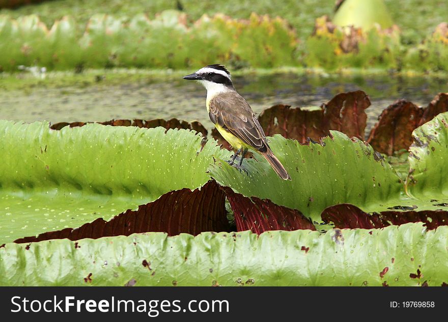 A colourful flycatcher sits on red and green leaves of giant amazon waterlily. A colourful flycatcher sits on red and green leaves of giant amazon waterlily