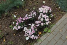 Flowers In The Central Park Of The City Of Korolyov. Stock Photo Flowers In The Central Park Of The City Of Korolyov. Stock Photo