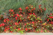 Flowers In The Central Park Of The City Of Korolyov. Stock Photography Flowers In The Central Park Of The City Of Korolyov. Stock Photography